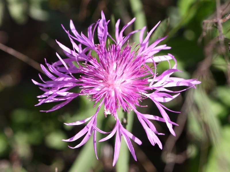 Centaurea sp.